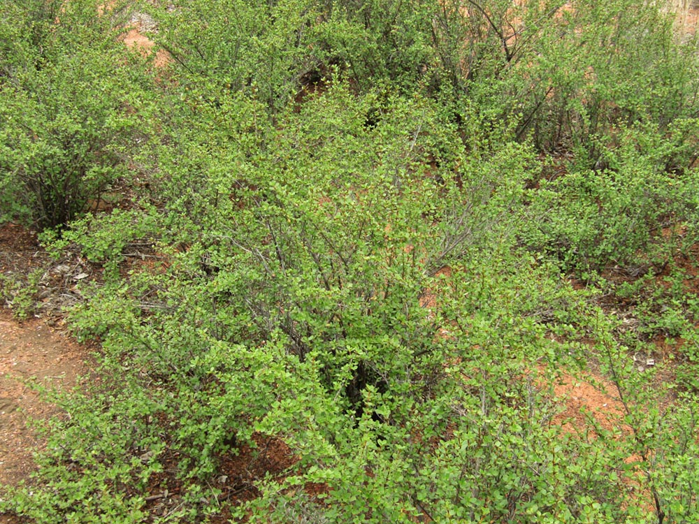 Myrothamnus flabellifolius Myrothamnus flabellifolius