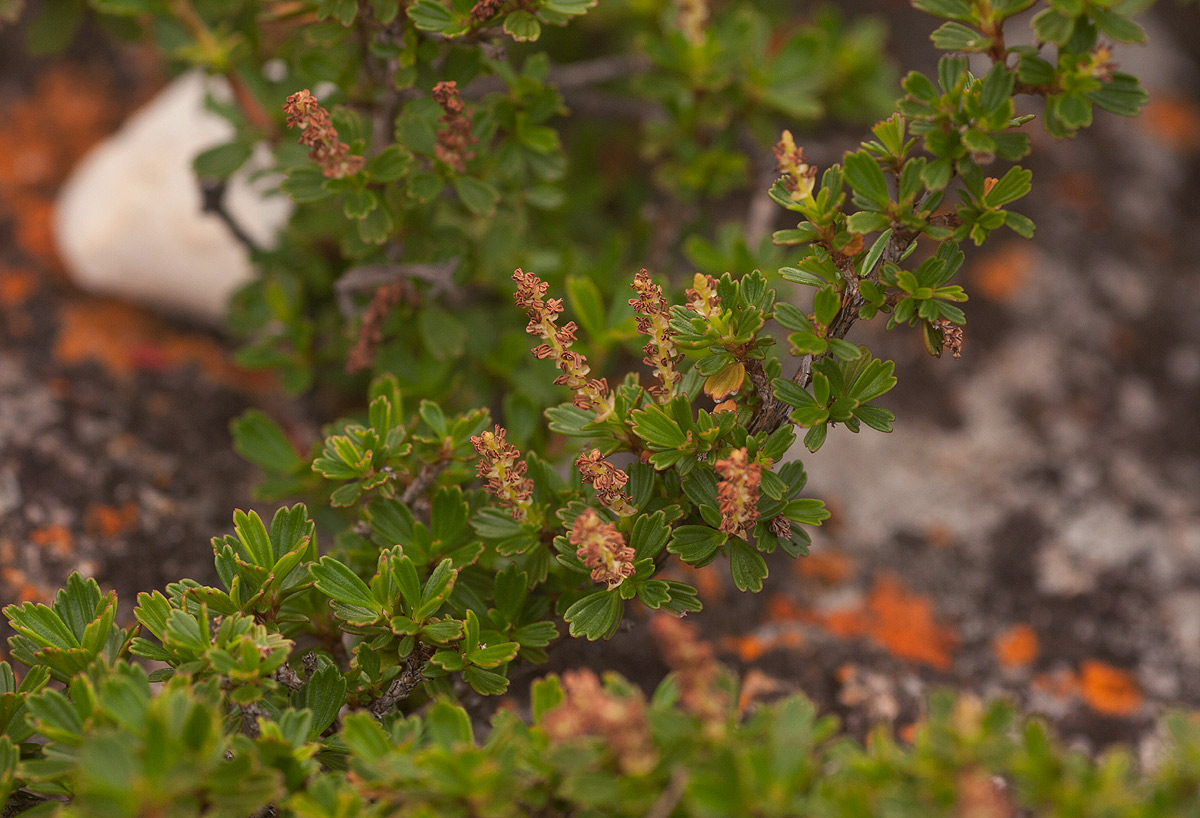 Myrothamnus flabellifolius Myrothamnus flabellifolius
