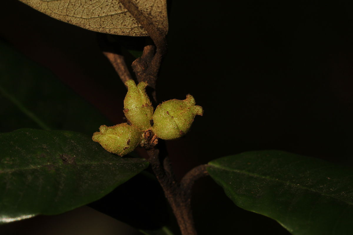 Trichocladus ellipticus subsp. malosanus Trichocladus ellipticus subsp. malosanus