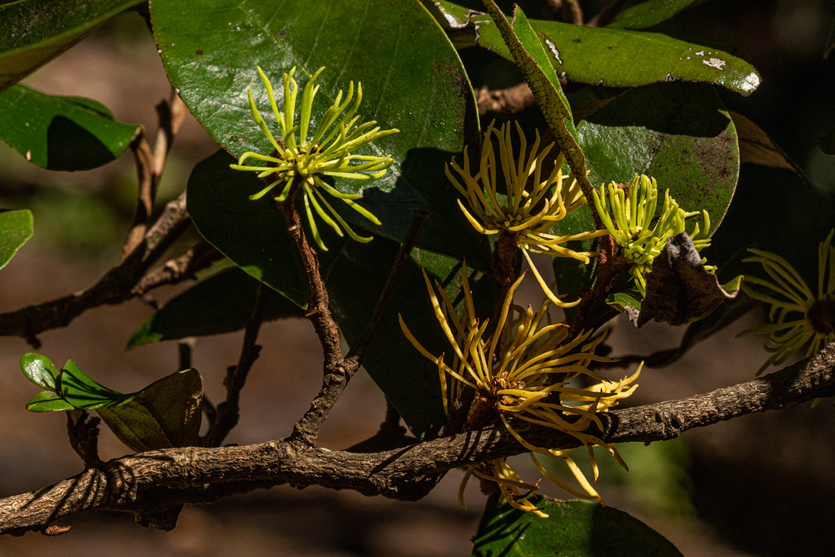 Trichocladus ellipticus subsp. malosanus Trichocladus ellipticus subsp. malosanus