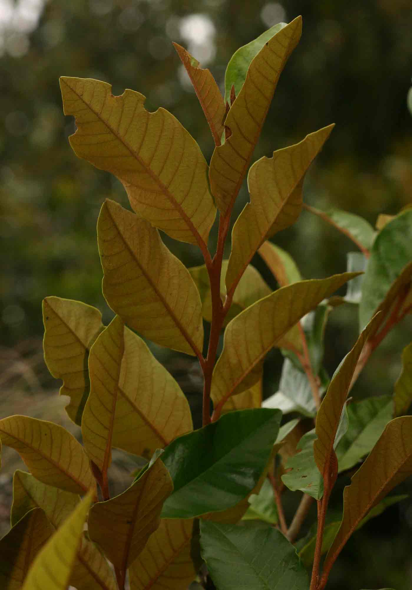 Trichocladus ellipticus subsp. malosanus Trichocladus ellipticus subsp. malosanus