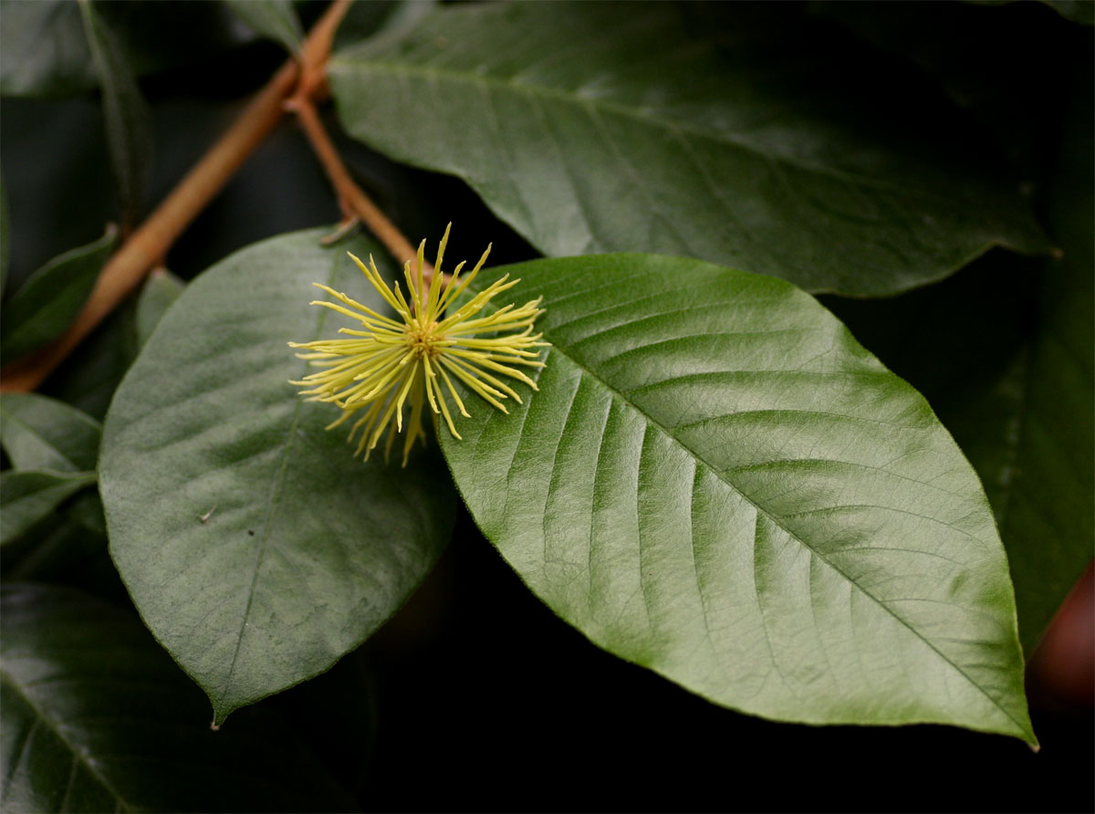 Trichocladus ellipticus subsp. malosanus Trichocladus ellipticus subsp. malosanus