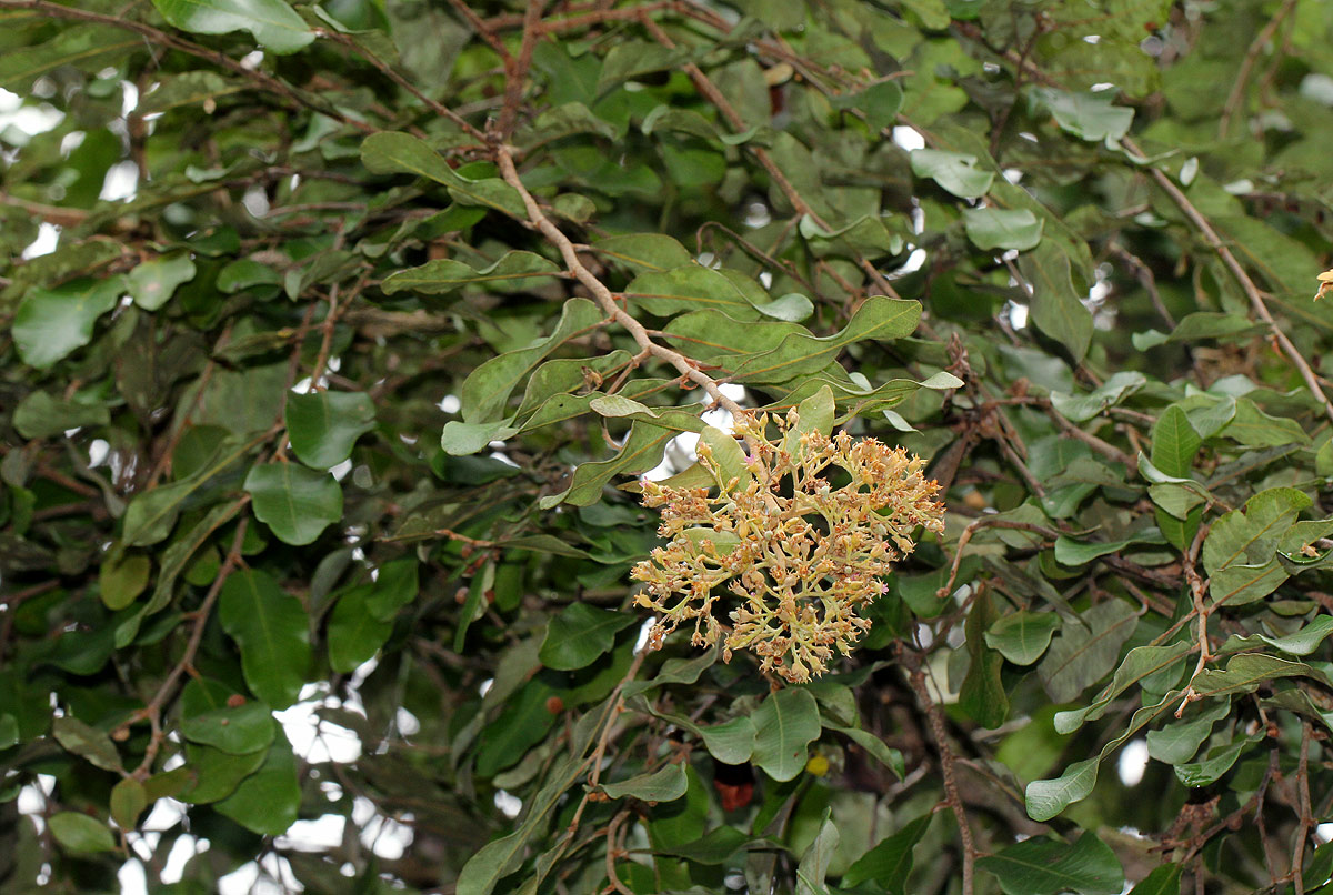 Parinari curatellifolia Parinari curatellifolia