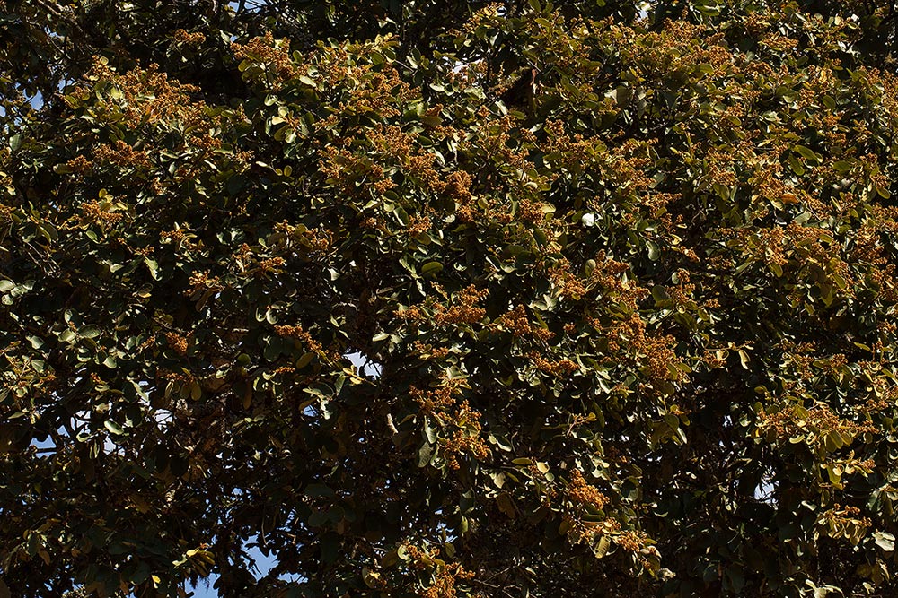 Parinari curatellifolia Parinari curatellifolia