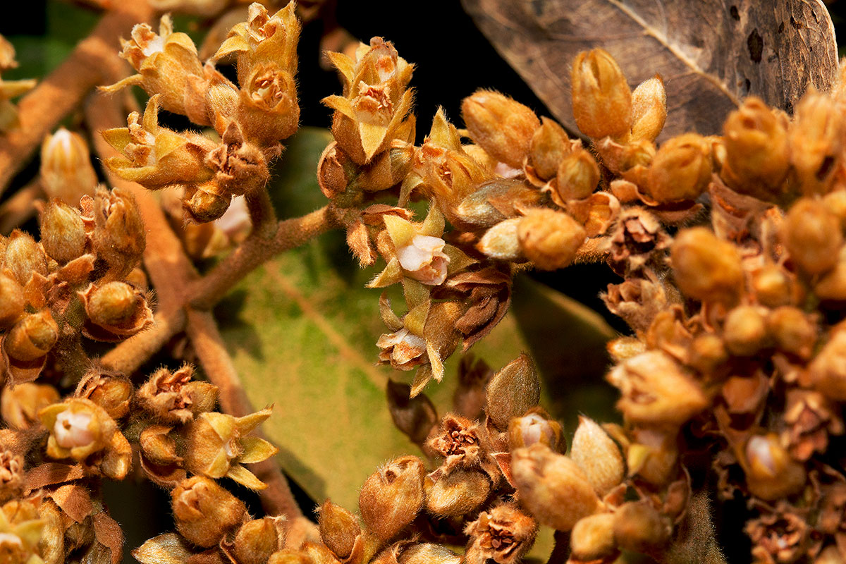 Parinari curatellifolia Parinari curatellifolia
