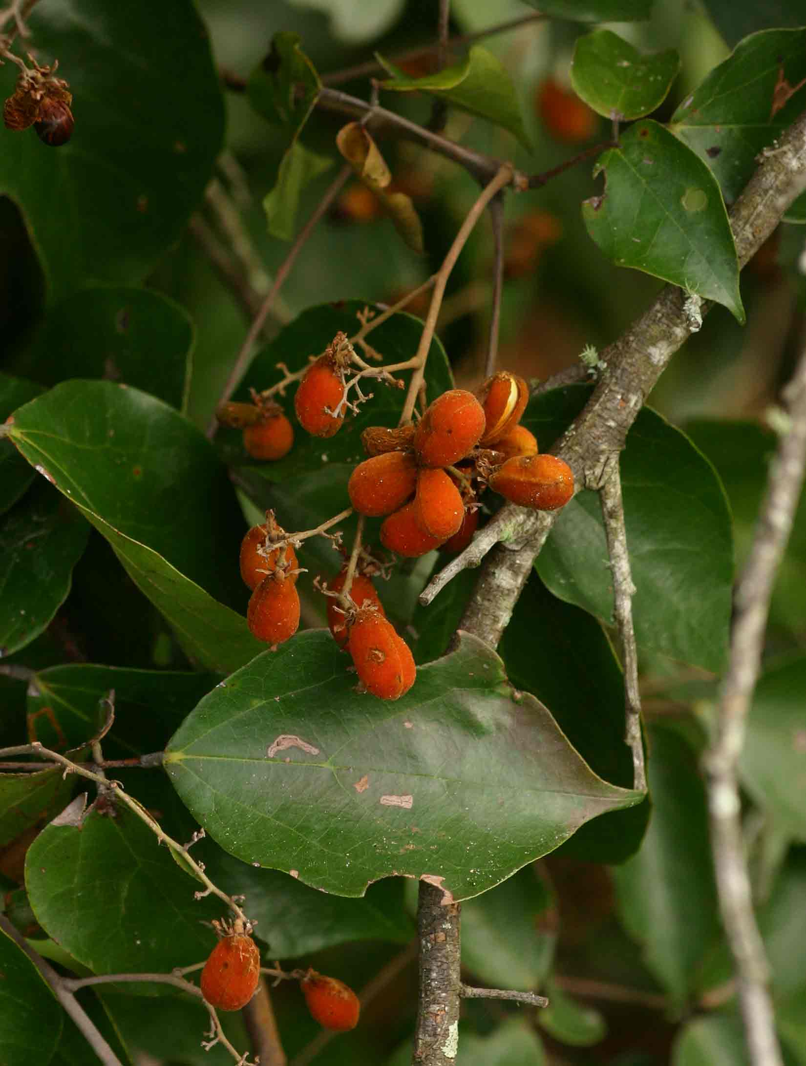 Agelaea pentagyna Agelaea pentagyna