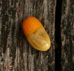 Agelaea pentagyna
