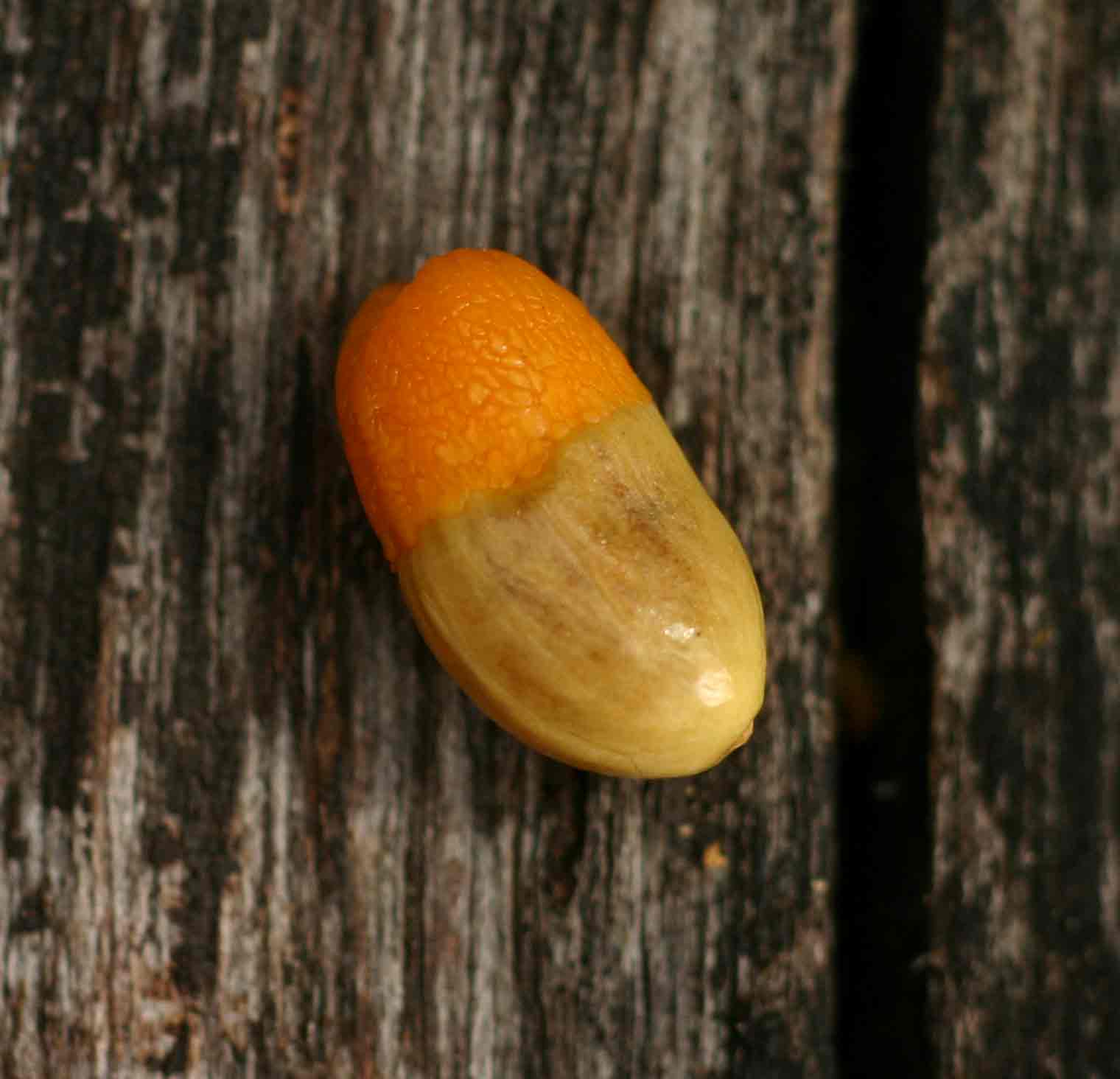 Agelaea pentagyna Agelaea pentagyna