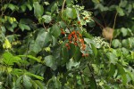 Agelaea pentagyna