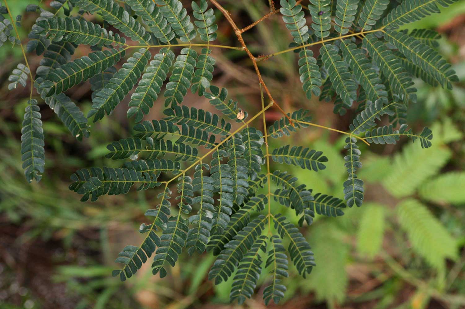 Albizia adianthifolia var. adianthifolia Albizia adianthifolia var. adianthifolia