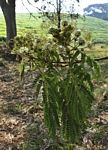 Albizia adianthifolia var. adianthifolia