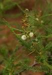 Acacia arenaria