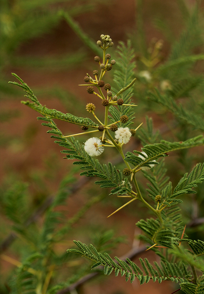 Acacia arenaria Acacia arenaria