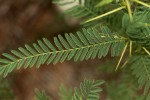 Acacia arenaria