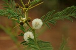 Acacia arenaria