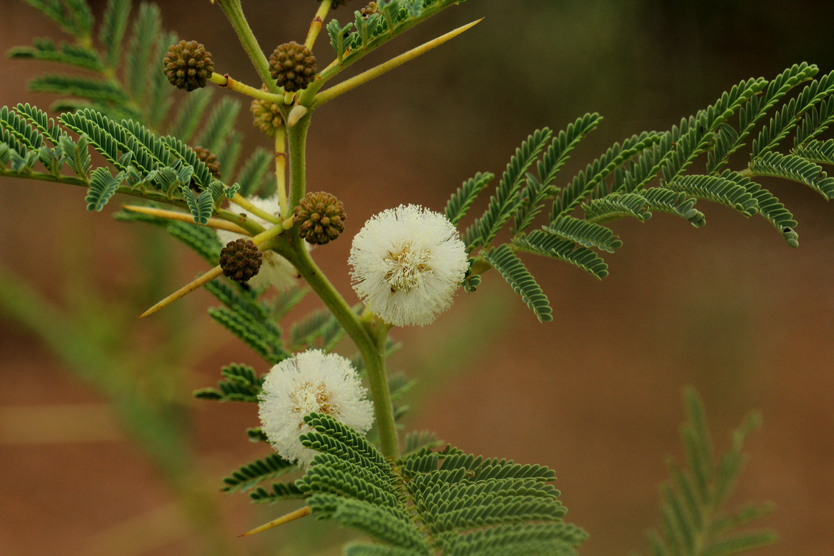 Acacia arenaria Acacia arenaria