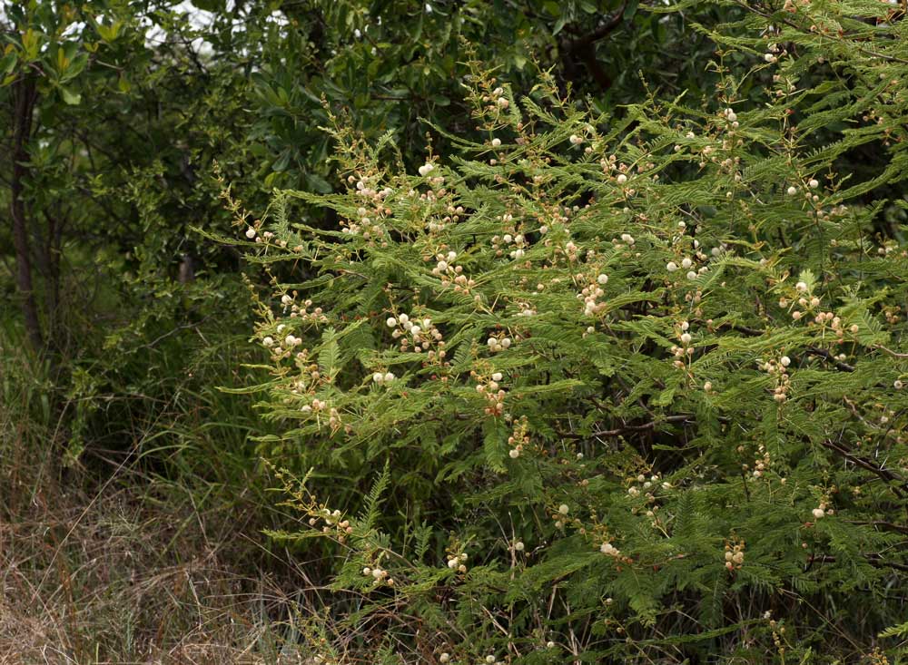 Acacia arenaria Acacia arenaria