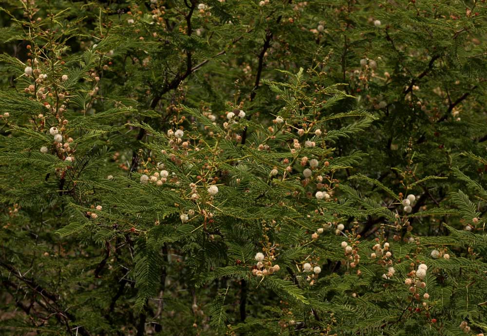 Acacia arenaria Acacia arenaria