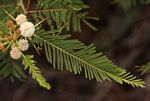 Acacia arenaria