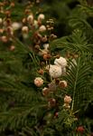 Acacia arenaria