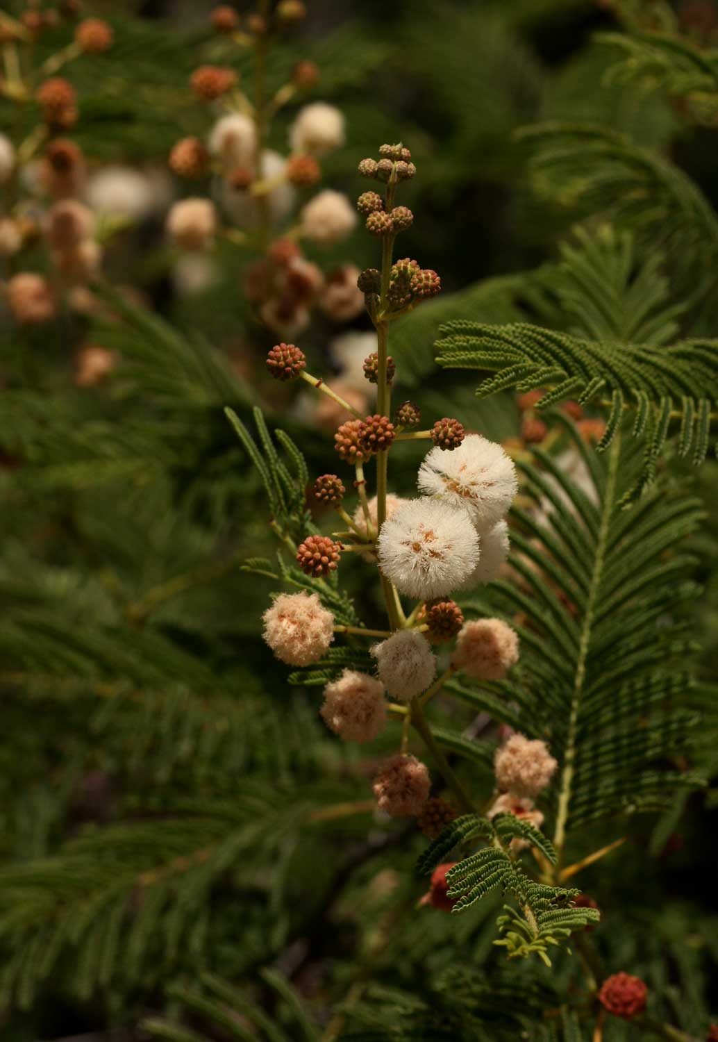 Acacia arenaria Acacia arenaria