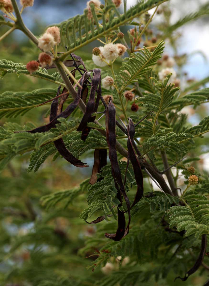 Acacia arenaria Acacia arenaria