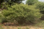 Acacia arenaria