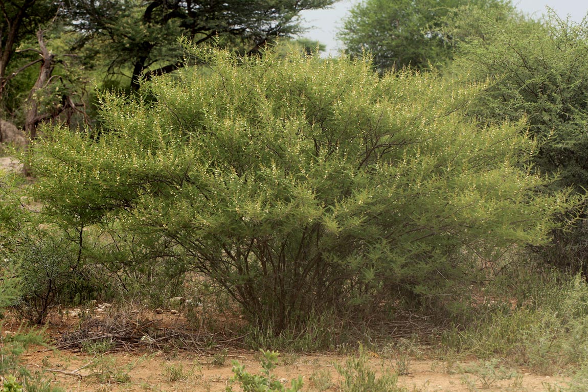 Acacia arenaria Acacia arenaria