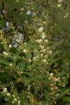 Acacia arenaria
