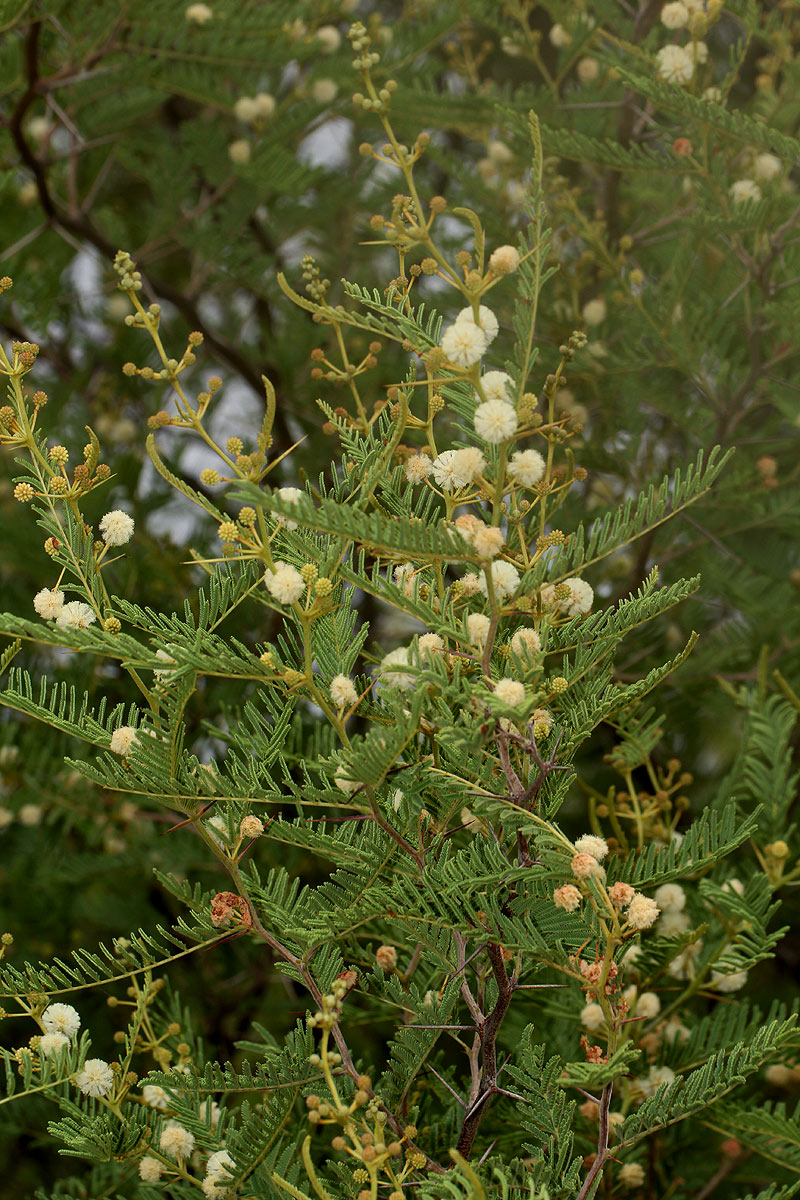 Acacia arenaria Acacia arenaria