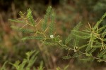 Acacia arenaria
