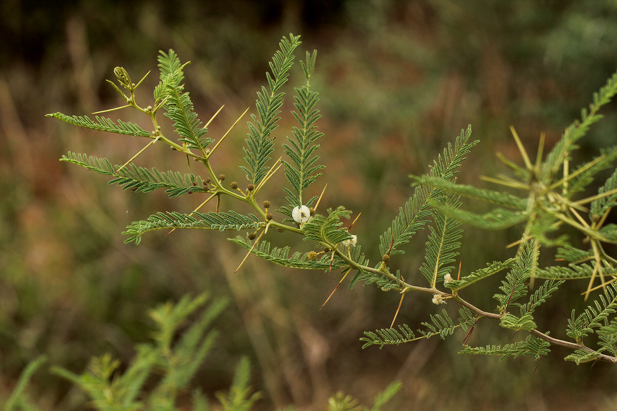 Acacia arenaria Acacia arenaria