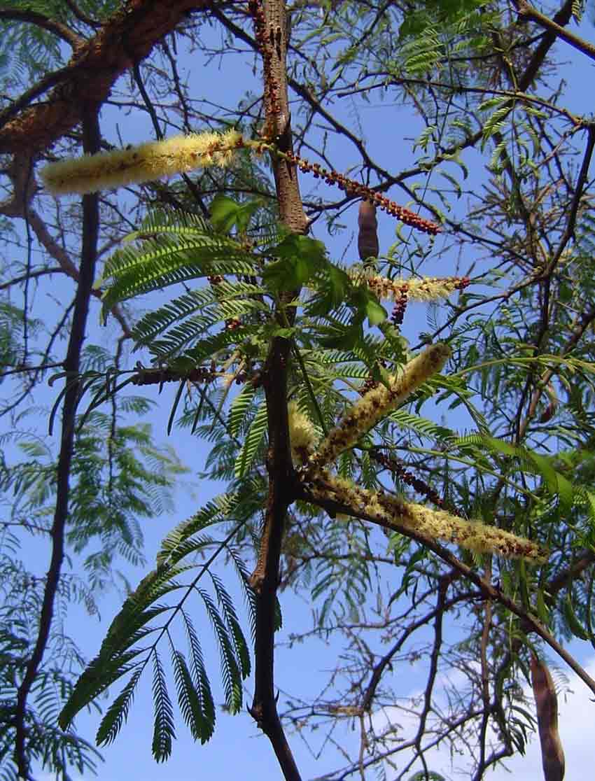 Acacia galpinii Acacia galpinii