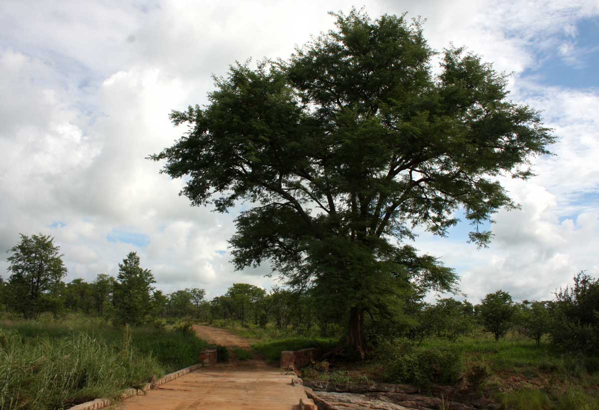 Acacia galpinii Acacia galpinii