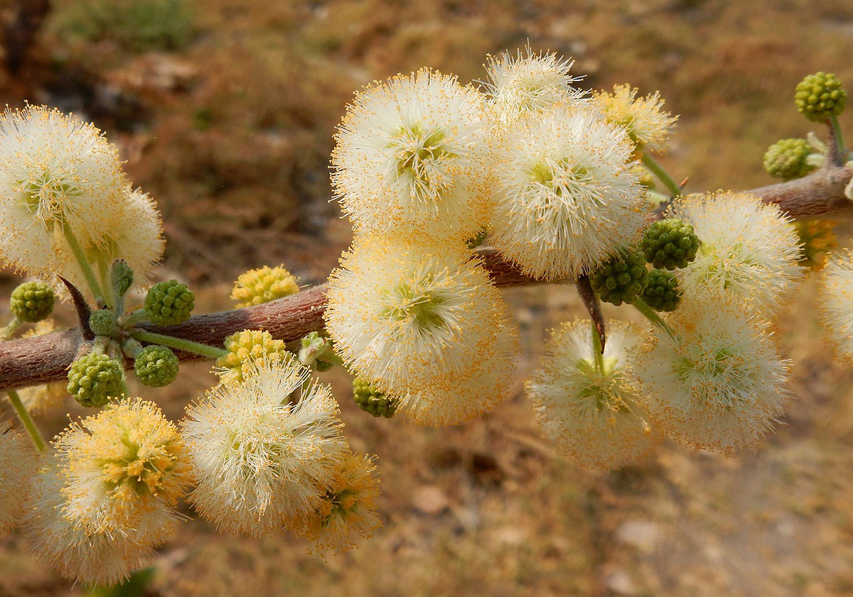 Acacia hebeclada subsp. hebeclada Acacia hebeclada subsp. hebeclada