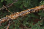 Acacia mellifera subsp. detinens