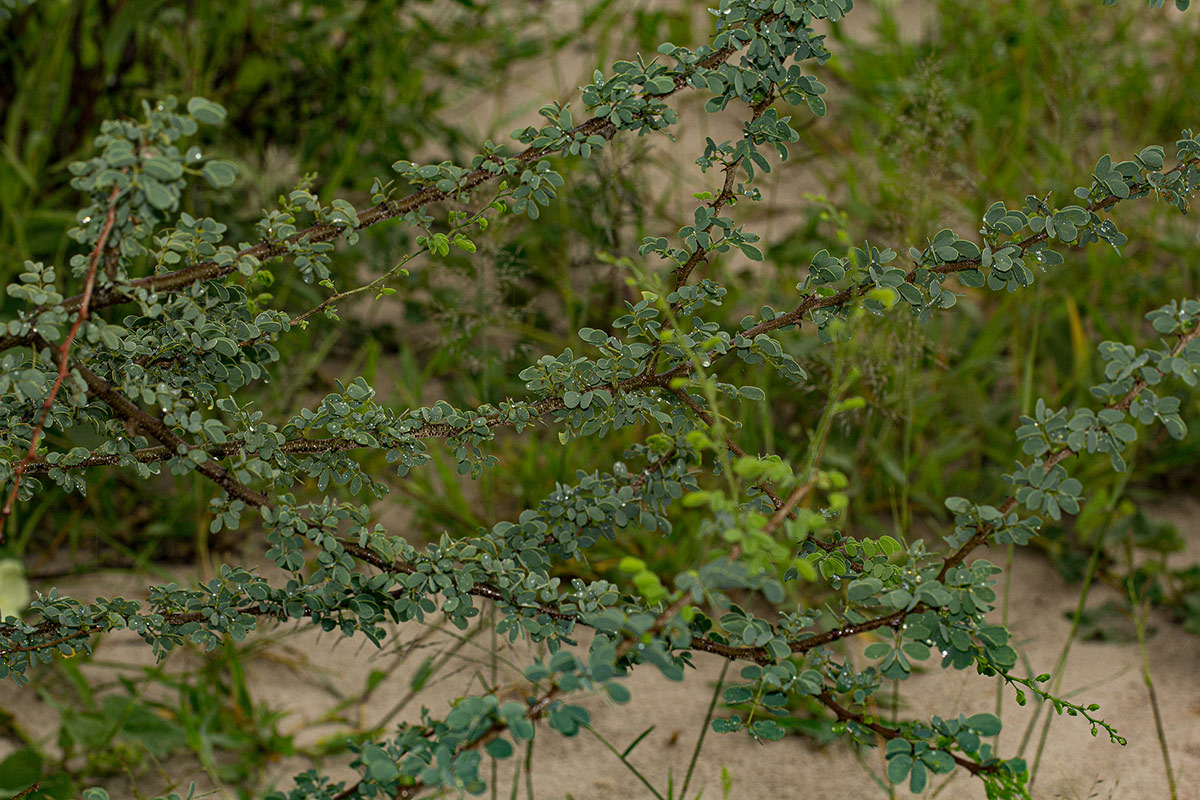 Acacia mellifera subsp. detinens
