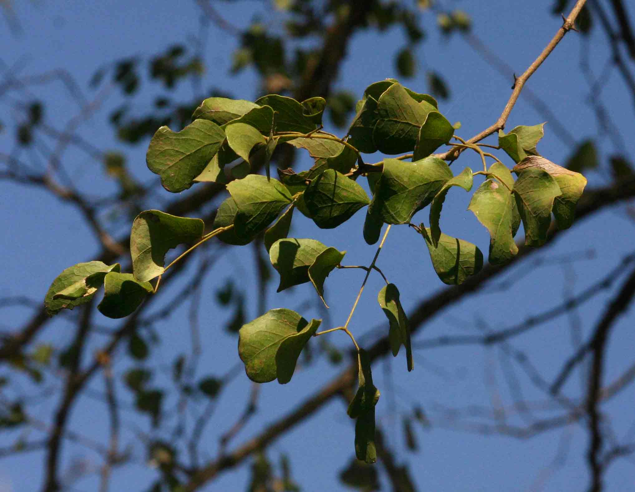 Acacia nigrescens