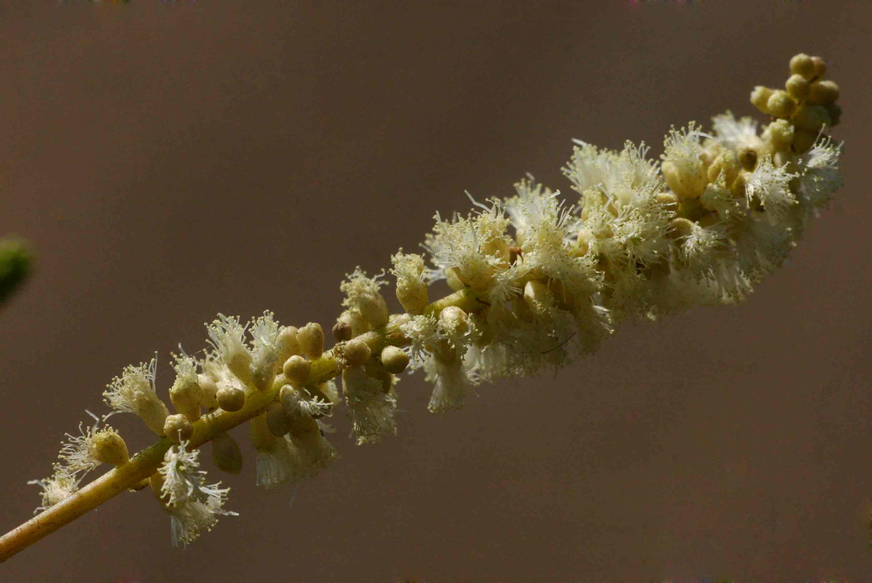 Acacia nigrescens Acacia nigrescens