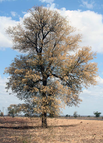 Acacia nigrescens Acacia nigrescens