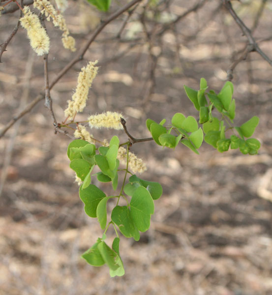Acacia nigrescens Acacia nigrescens
