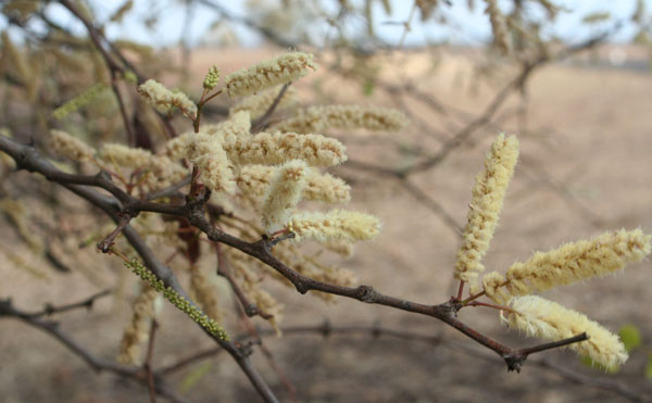 Acacia nigrescens Acacia nigrescens