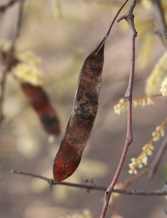 Acacia nigrescens Acacia nigrescens