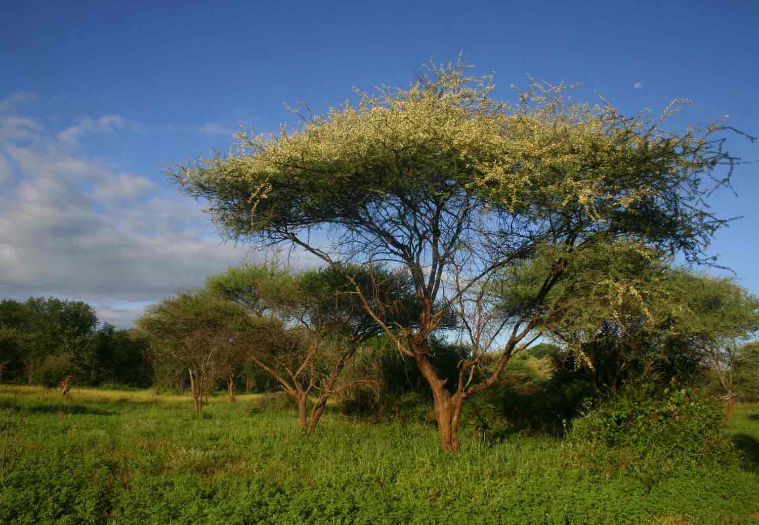 Acacia tortilis subsp. heteracantha Acacia tortilis subsp. heteracantha