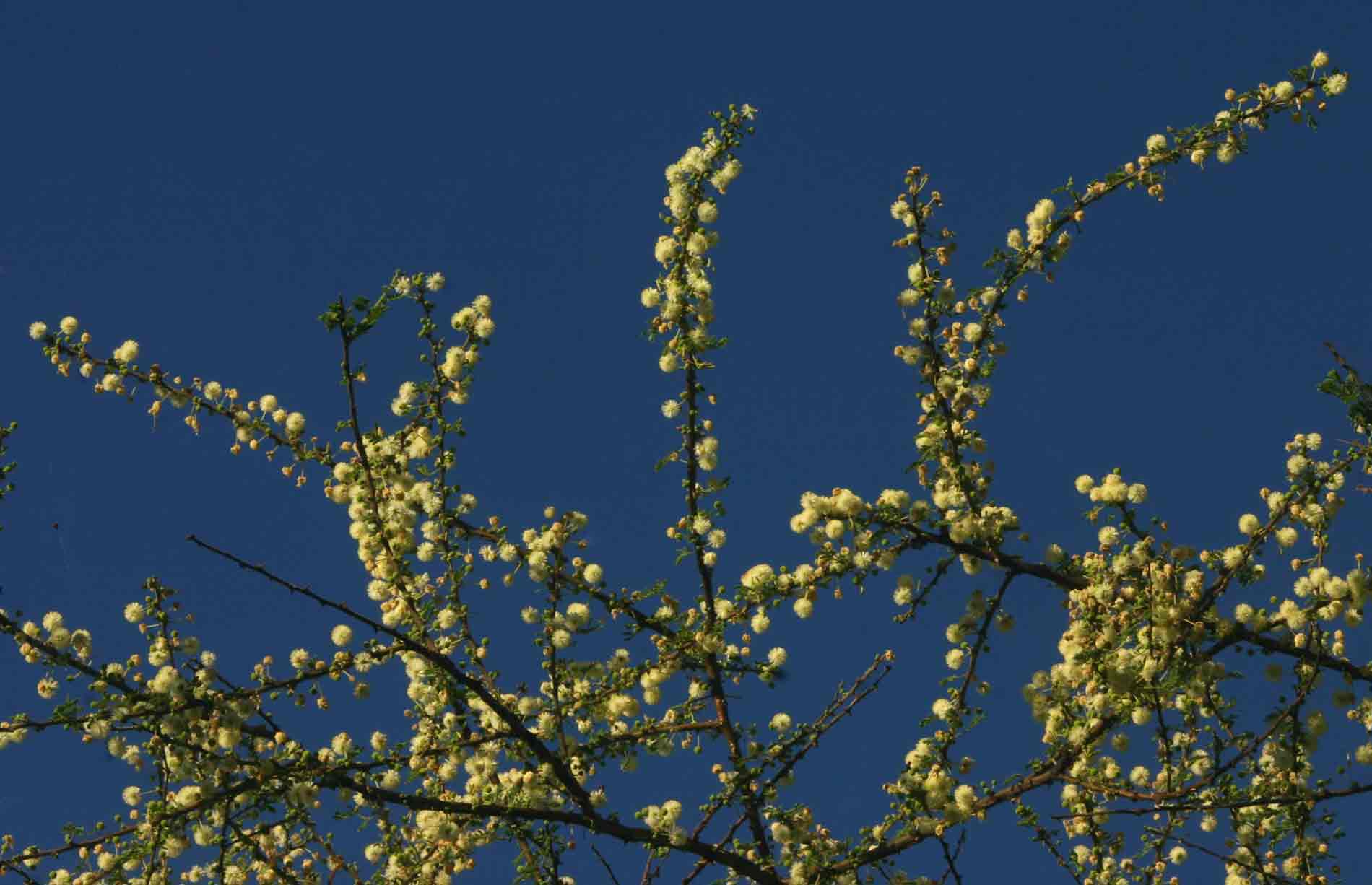 Acacia tortilis subsp. heteracantha Acacia tortilis subsp. heteracantha