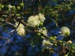 Acacia tortilis subsp. heteracantha