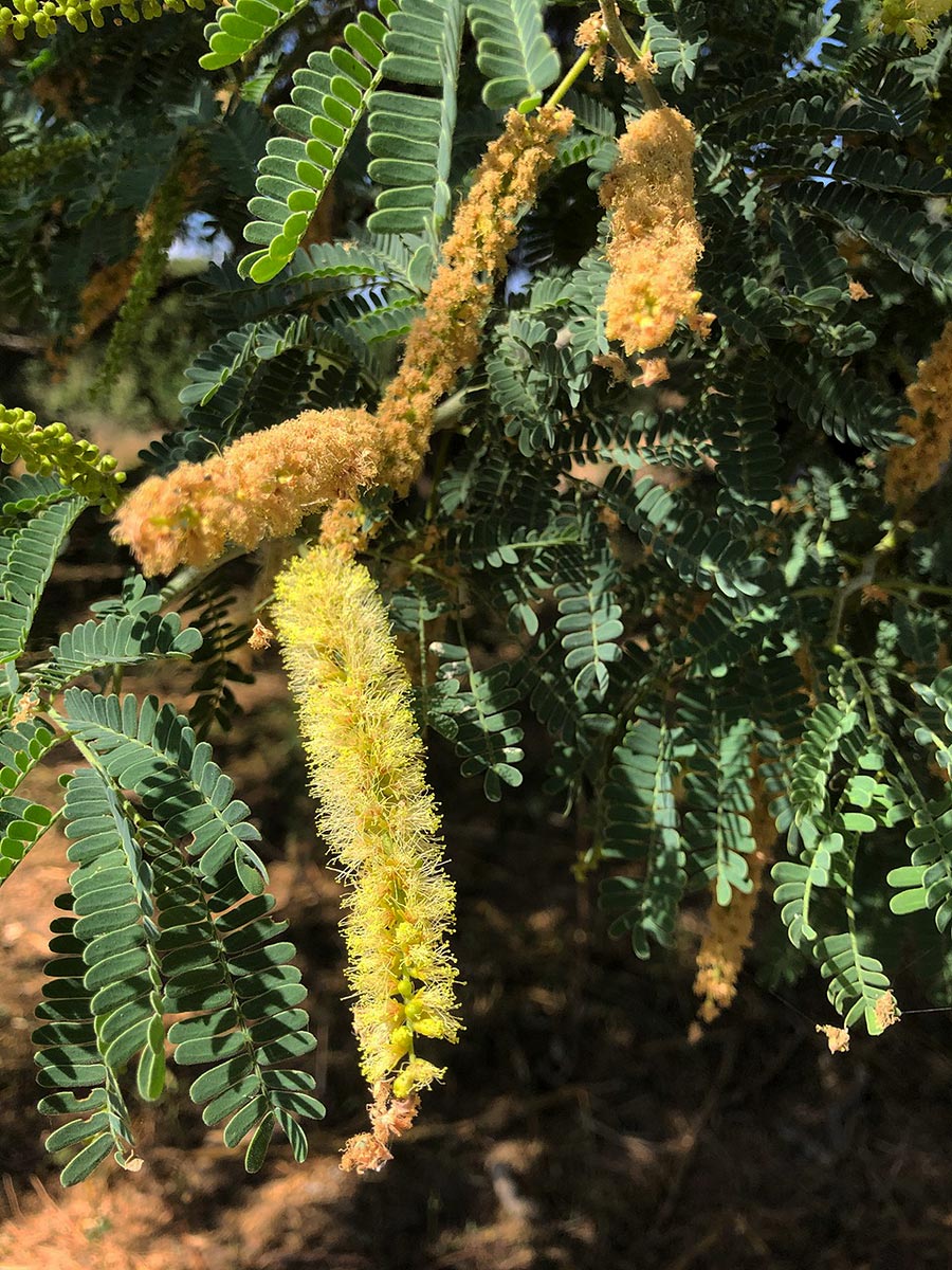Faidherbia albida