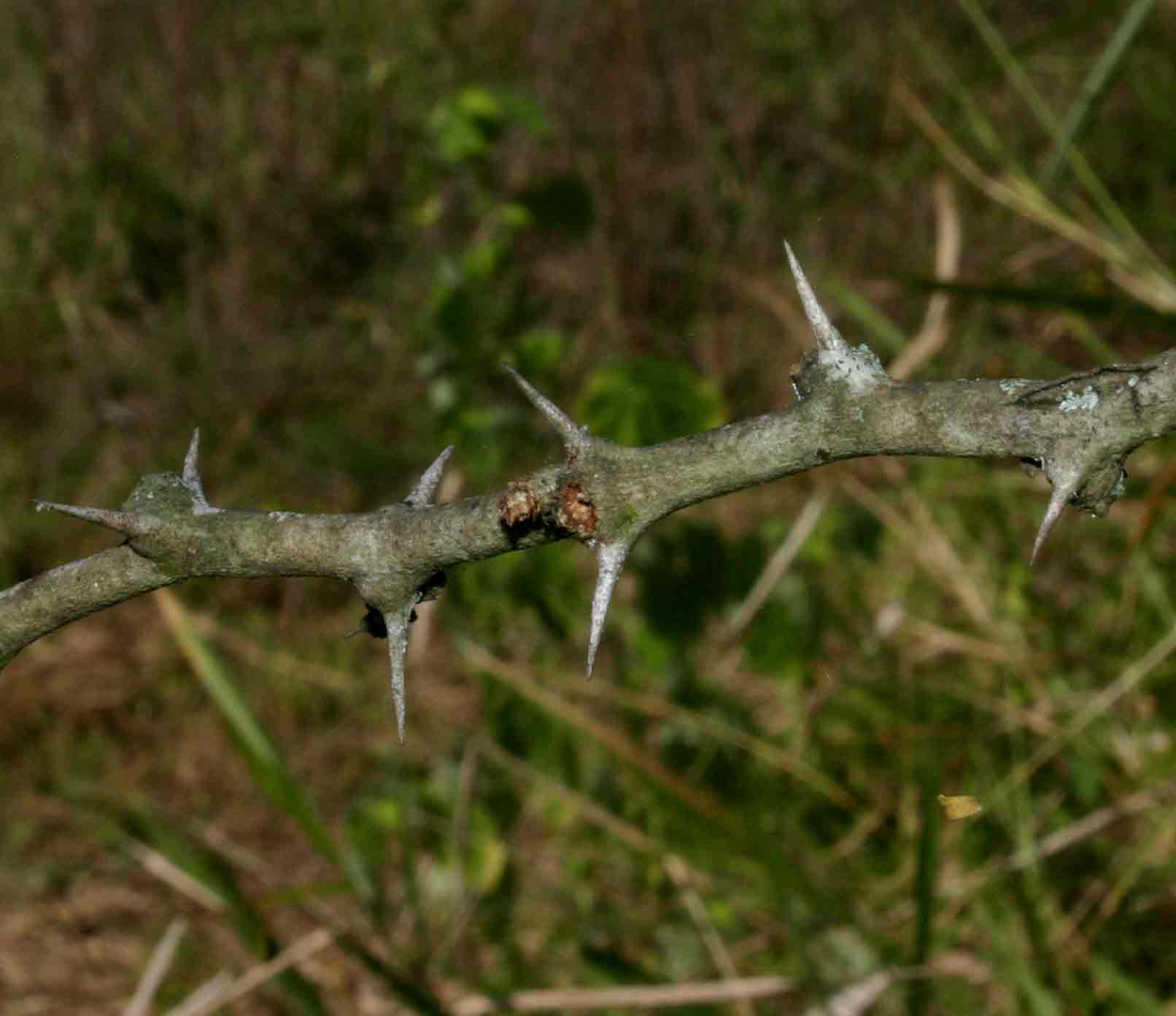Faidherbia albida