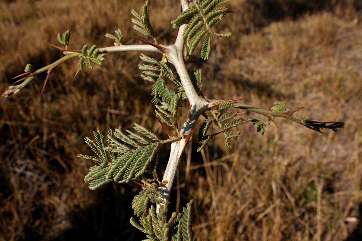 Faidherbia albida