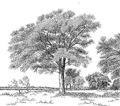 Faidherbia albida